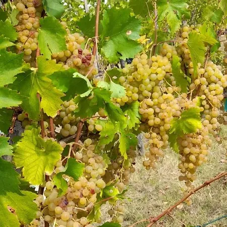 Alojamento de Turismo Rural La Ca' Rivergaro Di Albasi Renzo