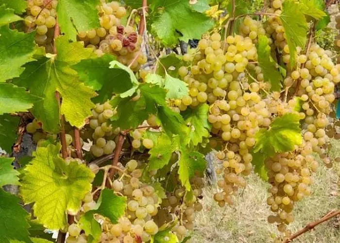 Çiftlik konaklama La Ca' Rivergaro Di Albasi Renzo